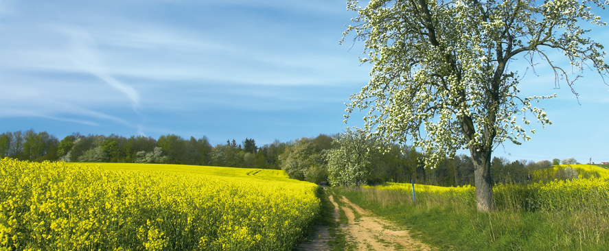 Frühling an der Küste